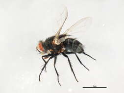 Image of Tachinomyia panaetius (Walker 1849)