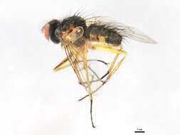 Image of Cryptomeigenia CR