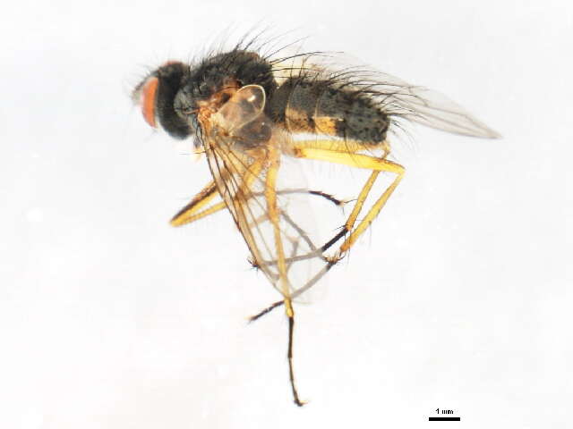 Image of Cryptomeigenia CR