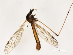 Image of Tipula (Lunatipula) dorsimacula Walker 1848