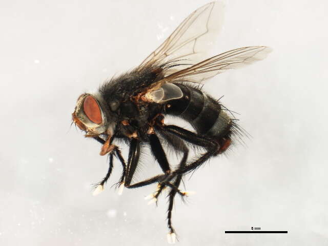 Image of Tachinomyia panaetius (Walker 1849)