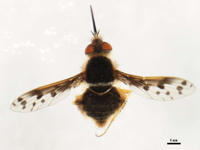 Image of Bombylius pygmaeus Fabricius 1781