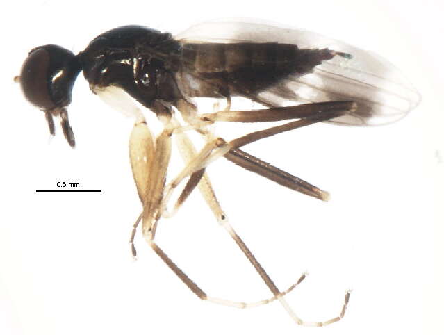 Image of Tachydromia aemula (Loew 1864)