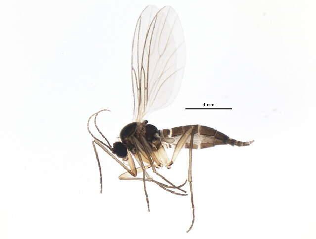 Image of Bradysia fenestralis (Zetterstedt 1838)