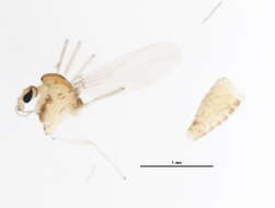 Image of Monopelopia tenuicalcar (Kieffer 1918)