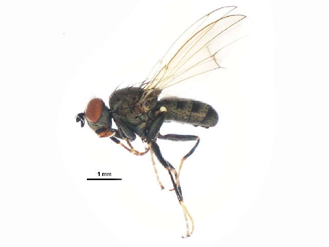 Image of Notiphila