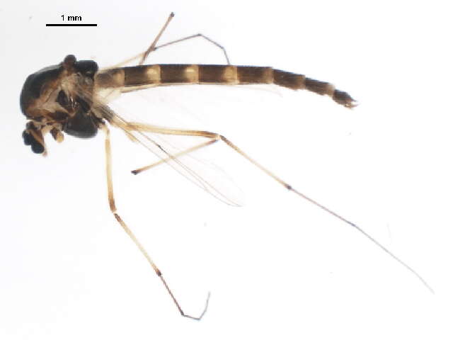 Image of Chironomus melanescens Keyl 1961