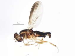 Imagem de Clusiodes orbitalis Malloch 1922