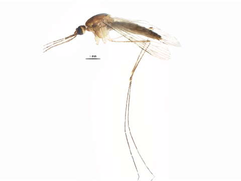 Image of Anopheles walkeri Theobald 1901