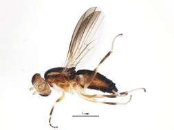 Imagem de Clusiodes orbitalis Malloch 1922