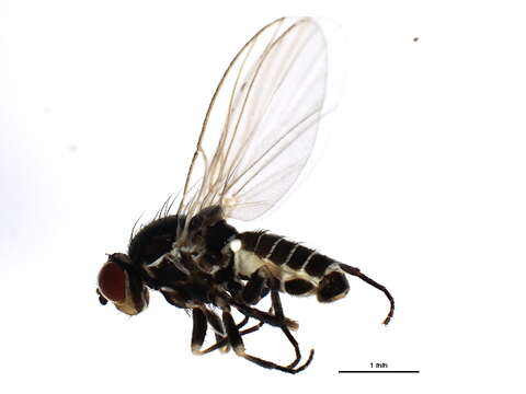 Image of <i>Phytomyza continua</i> Hendel 1920