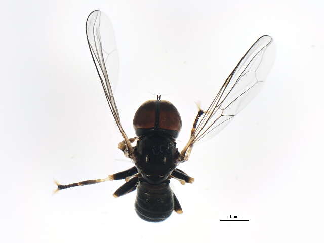 Image of Pipunculus