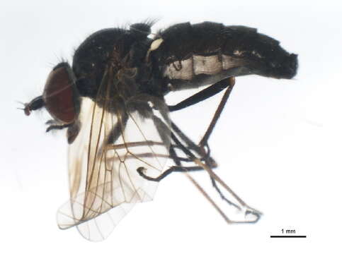 Image of Symphoromyia fulvipes Bigot 1887