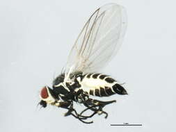 Image of Napomyza cichorii Spencer 1966