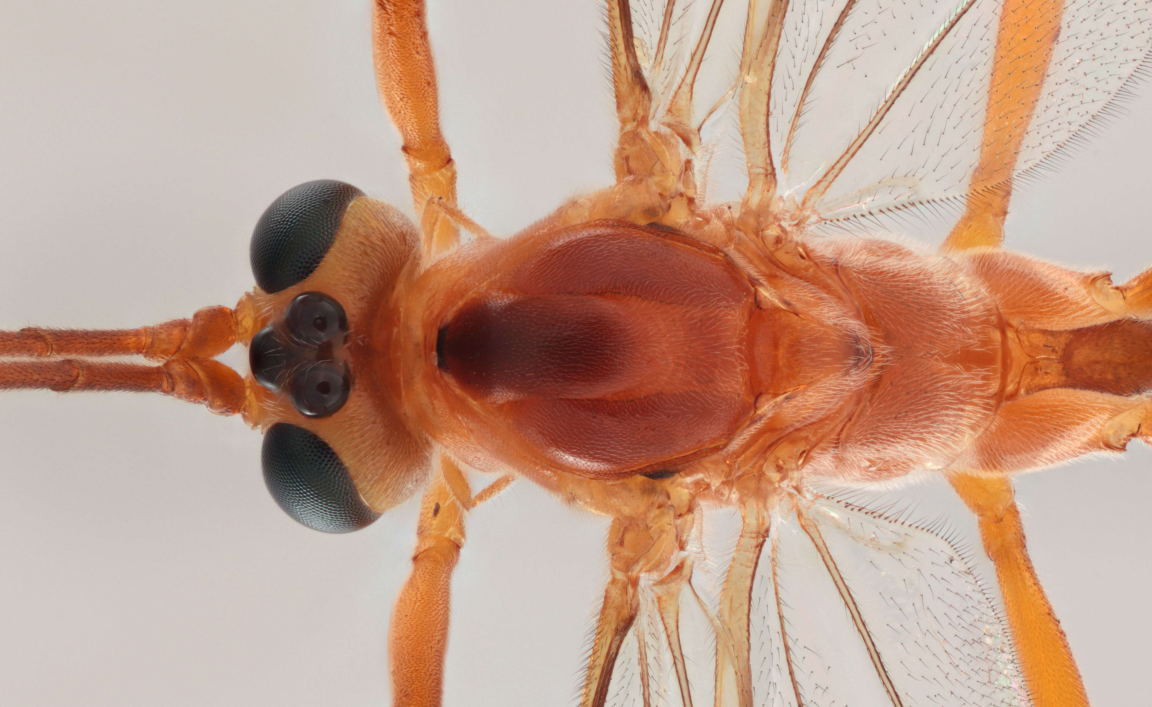 Image of Netelia tarsata (Brischke 1880)