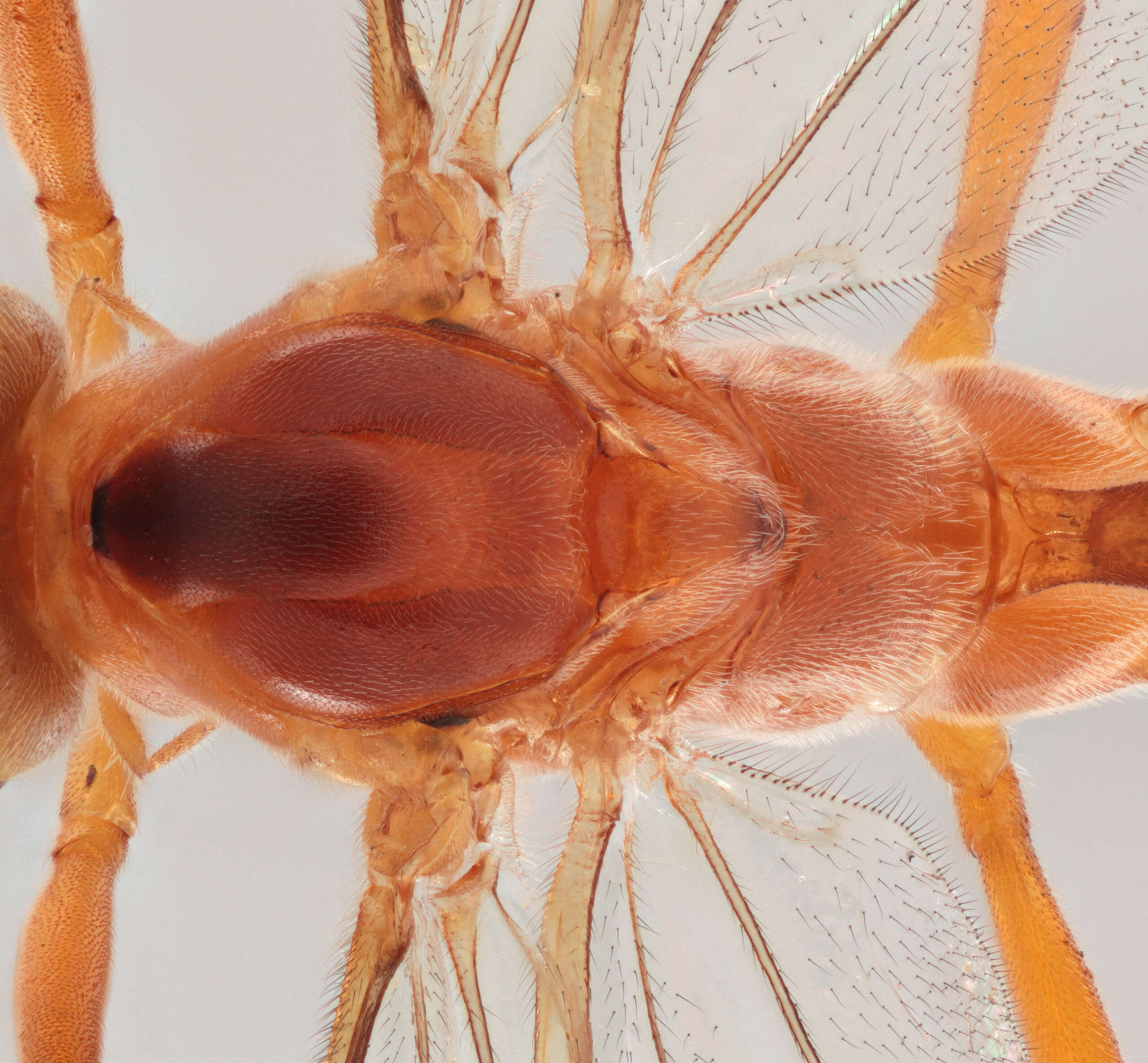 Image of Netelia tarsata (Brischke 1880)