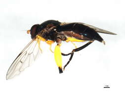 Image of Chalcosyrphus