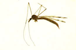 Image of Tipula (Pterelachisus) trivittata Say 1823