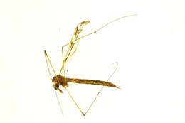 Image of Tipula (Pterelachisus) trivittata Say 1823