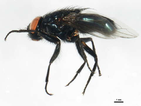 Image of Protocalliphora sialia Shannon & Dobroscky 1924