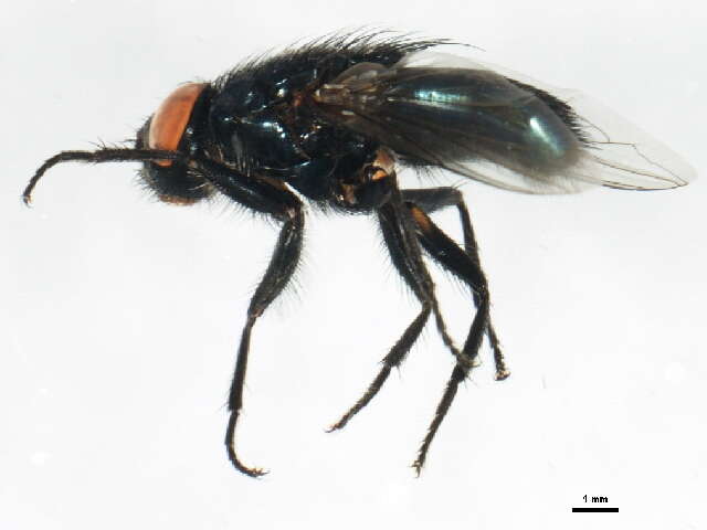 Image of Protocalliphora sialia Shannon & Dobroscky 1924