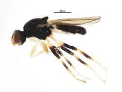 Image of Oscinisoma alienum (Becker 1912)