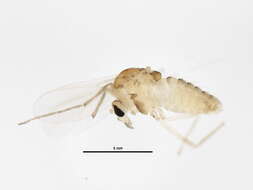 Image of Monopelopia tenuicalcar (Kieffer 1918)