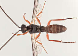 Image of Sphecophaga vesparum (Curtis 1828)