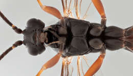 Image of Sphecophaga vesparum (Curtis 1828)