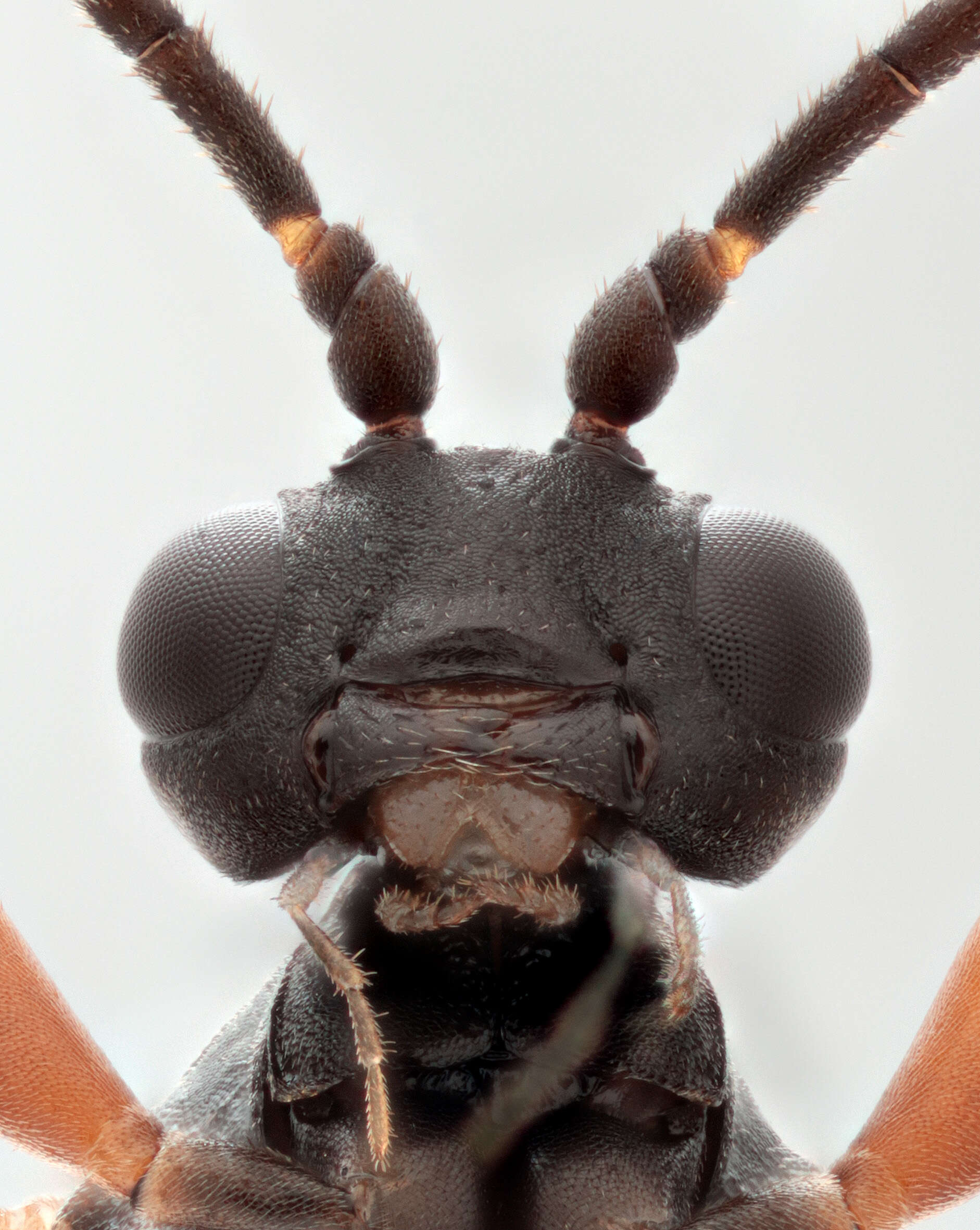 Image of Sphecophaga vesparum (Curtis 1828)