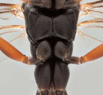 Image of Sphecophaga vesparum (Curtis 1828)