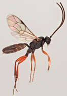 Image of Sphecophaga vesparum (Curtis 1828)