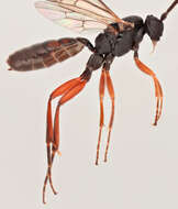 Image of Sphecophaga vesparum (Curtis 1828)