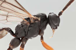 Image of Sphecophaga vesparum (Curtis 1828)