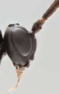 Image of Sphecophaga vesparum (Curtis 1828)