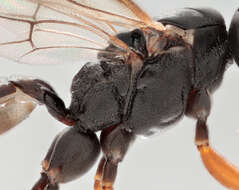 Image of Sphecophaga vesparum (Curtis 1828)