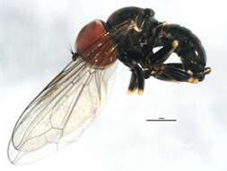 Image of Pipunculus