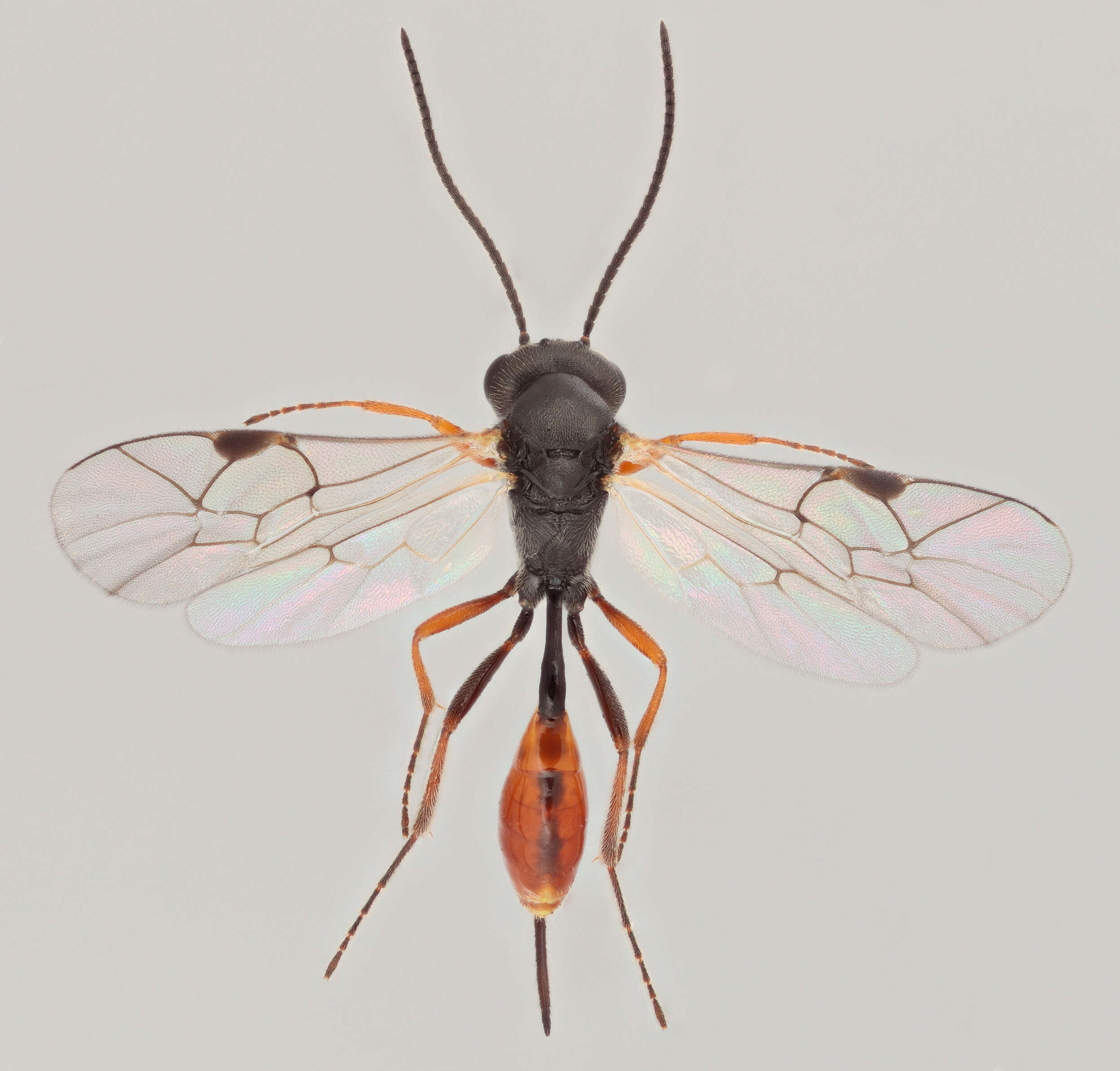 Image of Diaparsis carinifer (Thomson 1889)