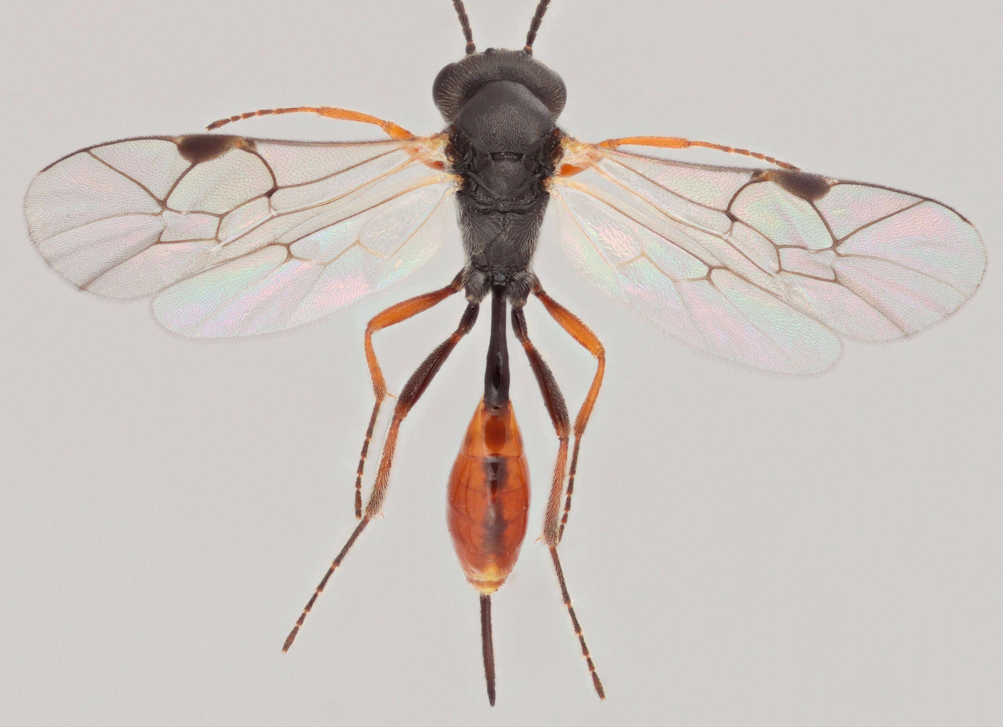 Image of Diaparsis carinifer (Thomson 1889)