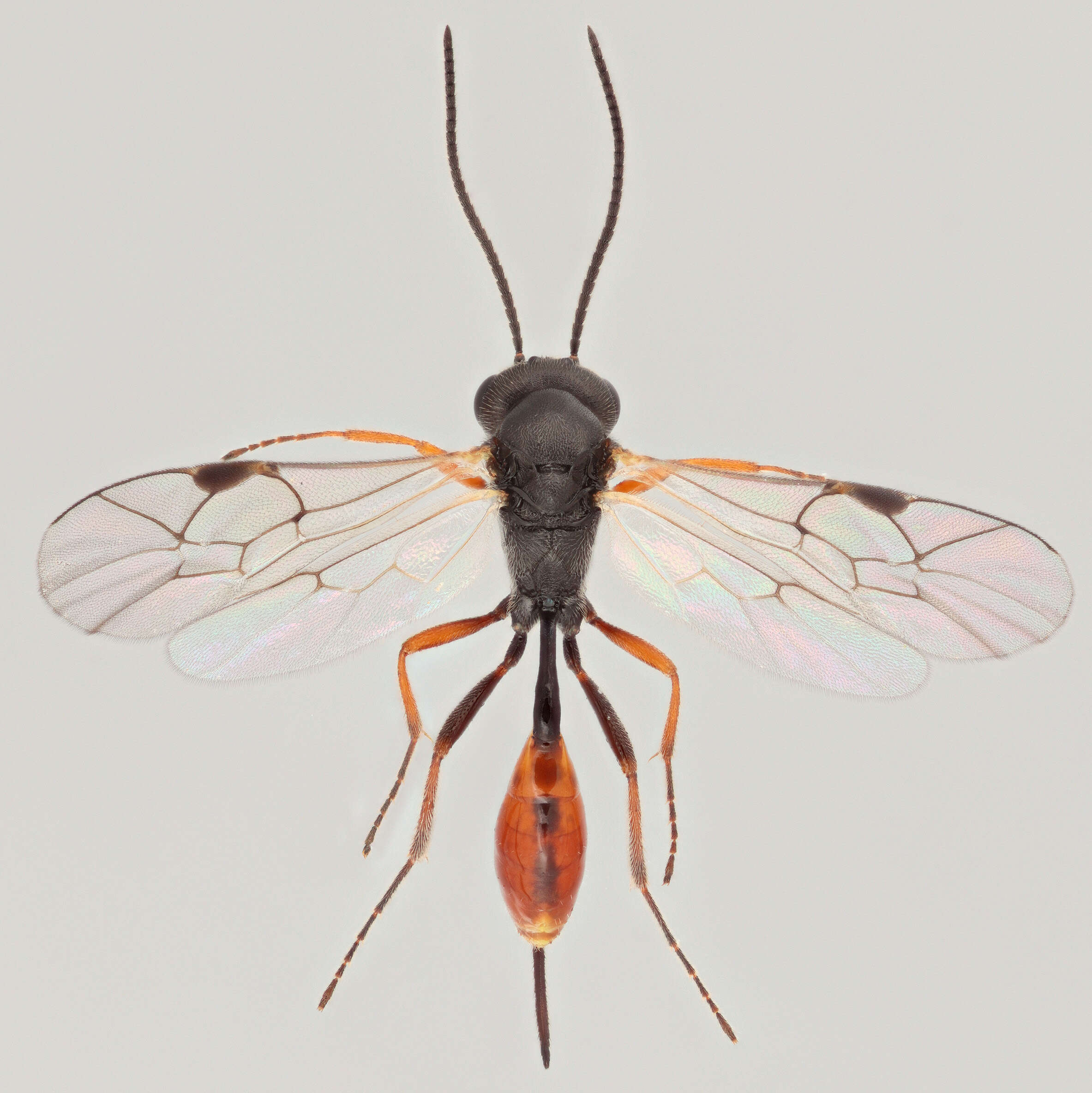 Image of Diaparsis carinifer (Thomson 1889)