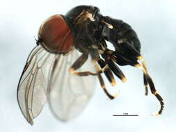 Image of Pipunculus