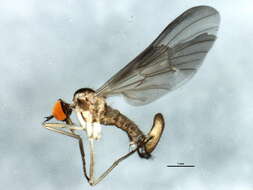 Image of Long-tailed Dance Fly