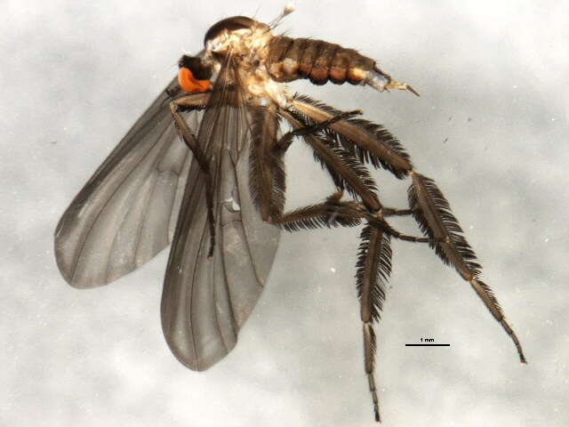 Image of Long-tailed Dance Fly