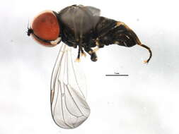 Image of Pipunculus
