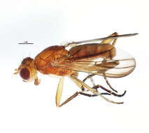 Image of Sciomyza aristalis (Coquillett 1901)