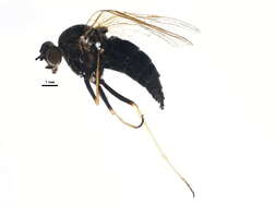 Image of Chrysopilus proximus (Walker 1848)