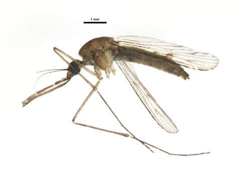 Image of Anopheles walkeri Theobald 1901