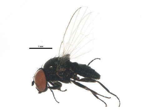 Image of Pholeomyia indecora (Loew 1869)