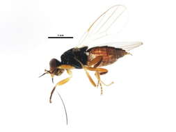 Image of Elachiptera penita (Adams 1908)