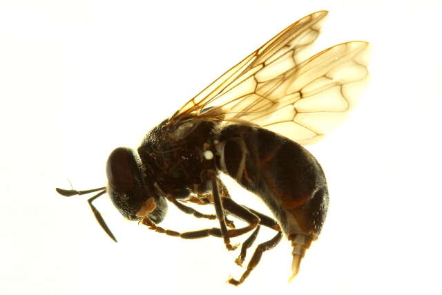 Image of Microdon tristis Loew 1864